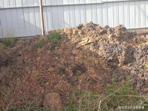 网红大秋千 热点黑料免费网站,热点黑料免费网站背后的真相