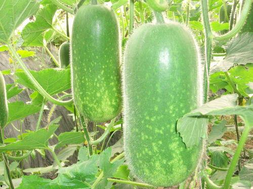 韩国体育圈 网红大瓜图片