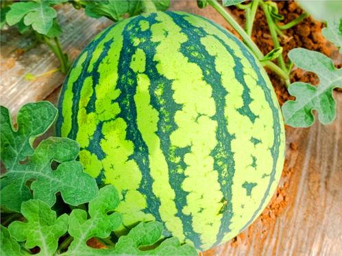 网红热瓜,揭秘网络红人的崛起与争议