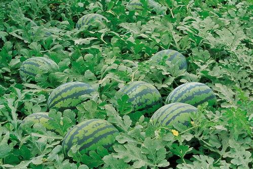 qq瓜群 每日有料,揭秘娱乐圈最新热点事件