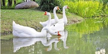 抖音网红大鹅 今日吃瓜在线观看,今日吃瓜在线直播，带你揭秘娱乐圈幕后故事