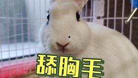 抖音网红大鹅 今日吃瓜在线观看,今日吃瓜在线直播，带你揭秘娱乐圈幕后故事