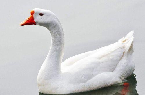 抖音网红大鹅 今日吃瓜在线观看,今日吃瓜在线直播，带你揭秘娱乐圈幕后故事